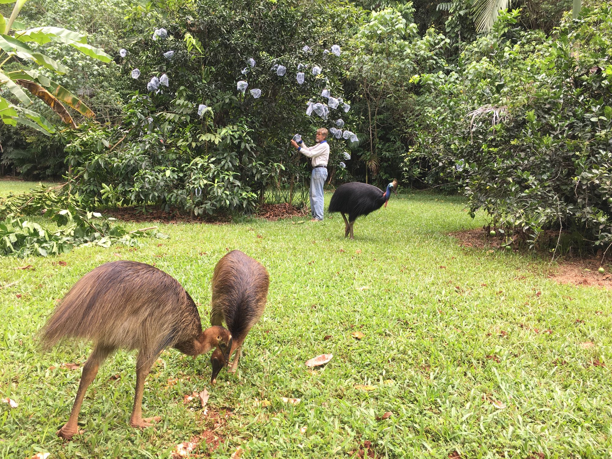 Denizen Creek Durians